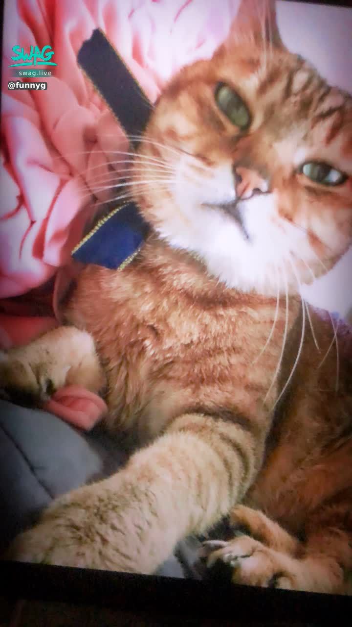 funnyg : 還有什麼。我的貓。
喔  🉑️🉑️變貓女了🐈！！

劇情片-哥哥的貓耳女僕
https://5w.ag/JiQ3RE8J6GRRmNv7A

劇情-年度鉅獻「交換聖誕禮物」
https://5w.ag/GoLVtkRFZSuofUyT9

解鎖7部截圖給我🉐️淫語字幕大尺私藏💕