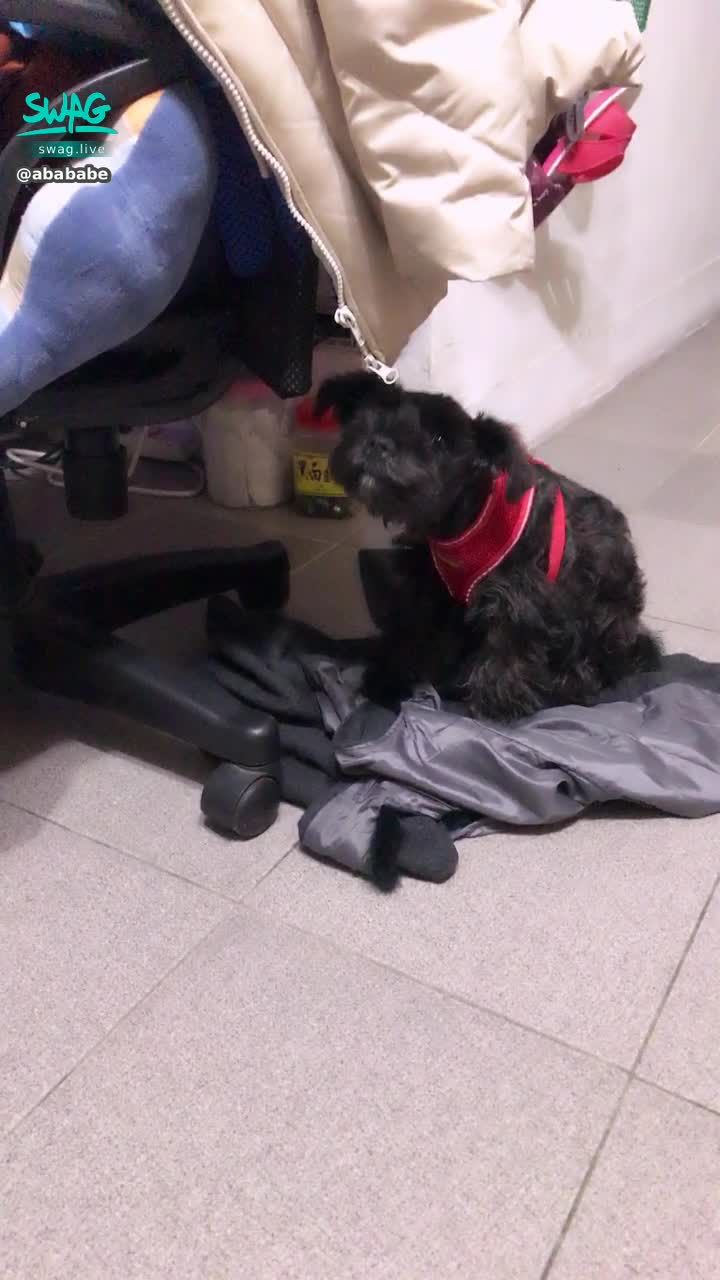  : cold weather 🐶 Boys are lying in their coats 🧥 find warmth 😂😂😂