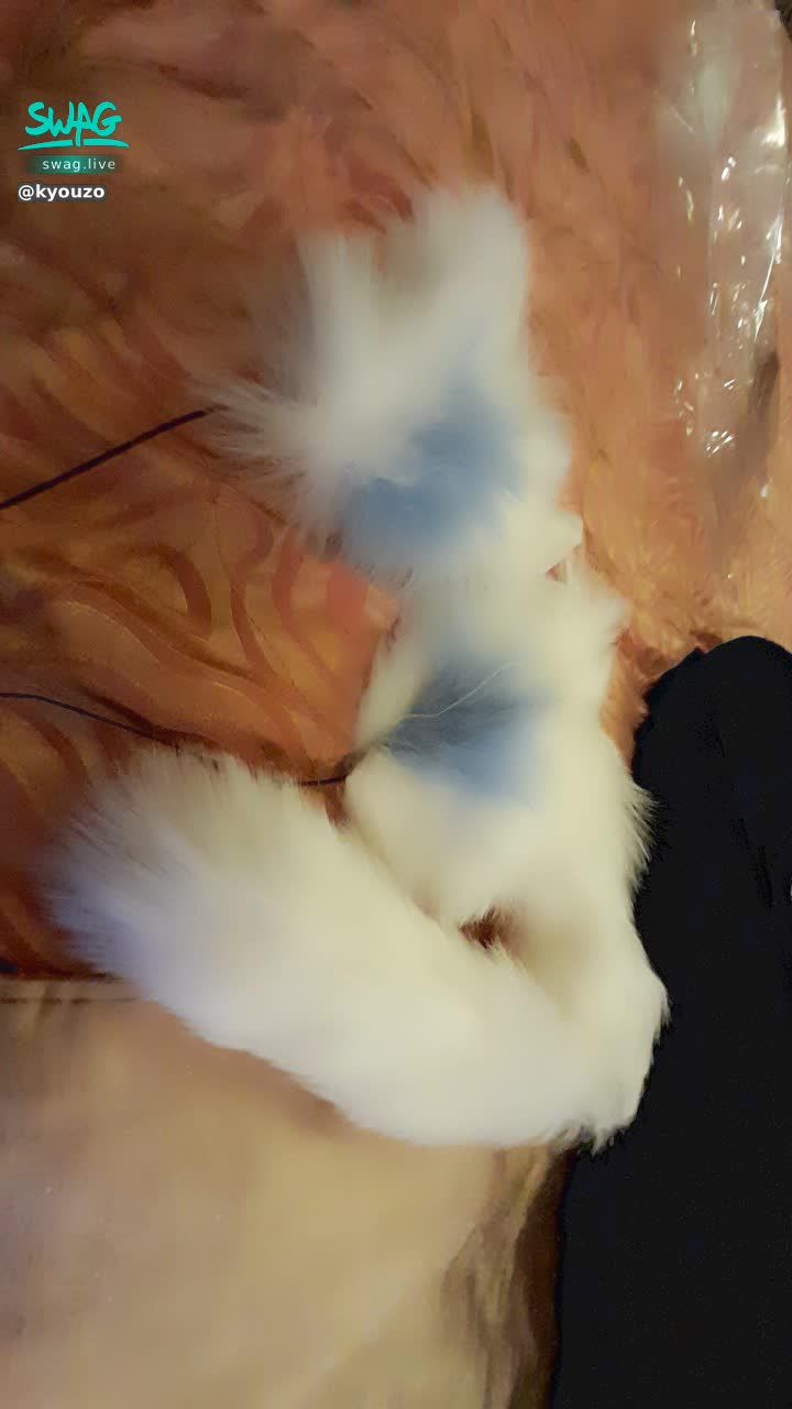 k****o : 這是狐狸白藍色的尾巴肛塞 直播的時候想看嗎