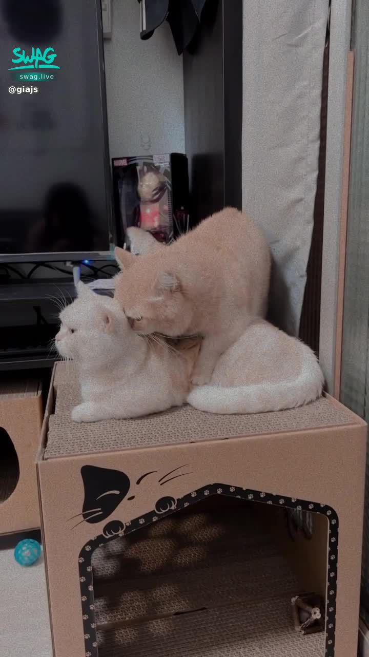 giajs : 他們在幹嘛😳😳😳😳