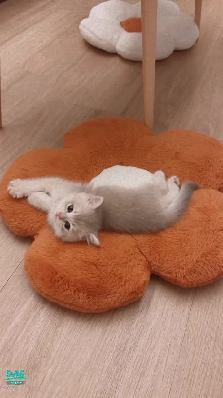 giajs : 猜猜他是誰😽😽😽我的新室友可愛嗎
#麥麥的弟弟 #新室友 #麥麥是隻貓 #吃飯約會 #純約會 #然然日常 #giajs