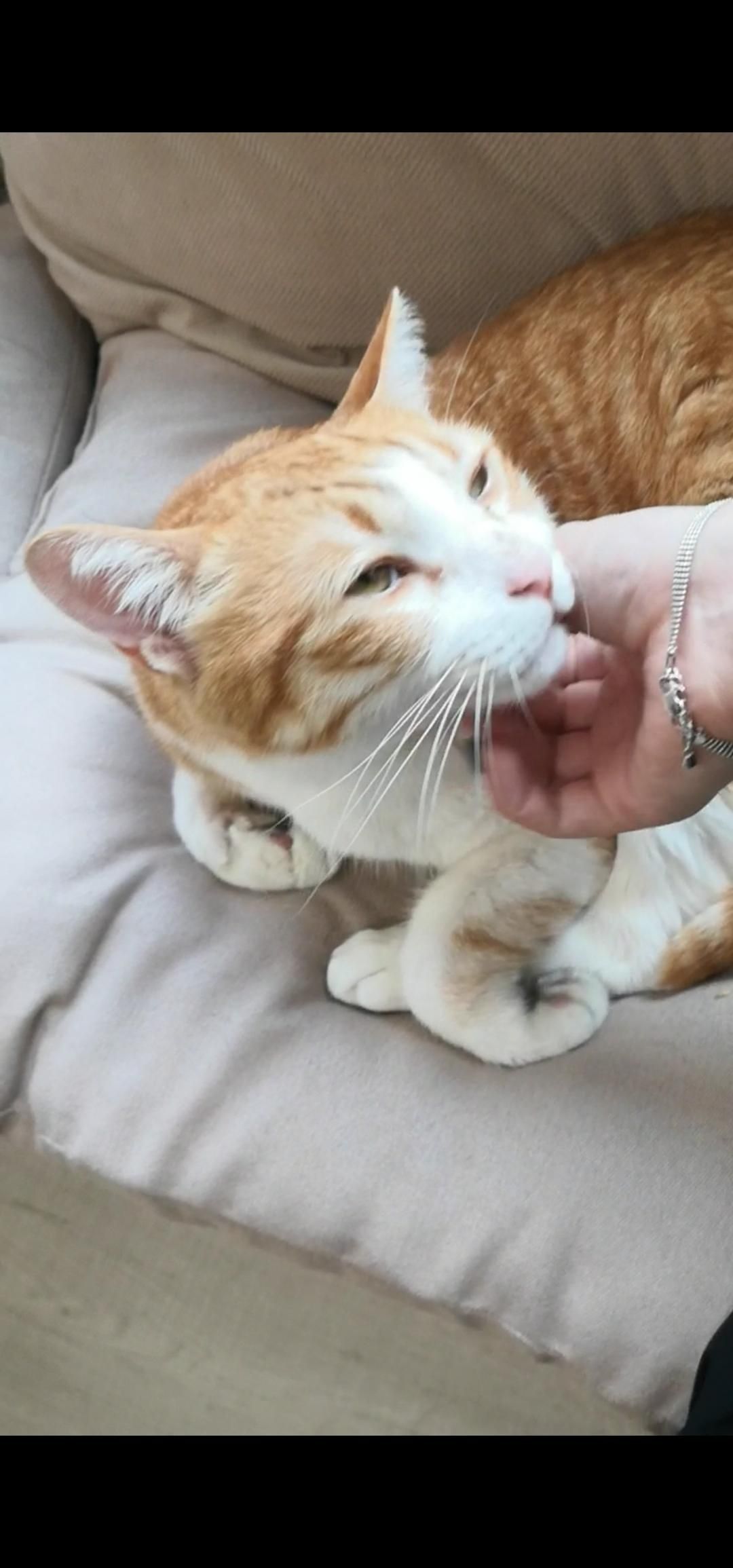 minicat : 最近學了很多手技😃