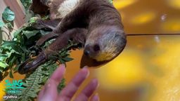 yidhra : ❌ This sloth can't bark at all...but I like it
#日常 #生活 #旅行
sloth