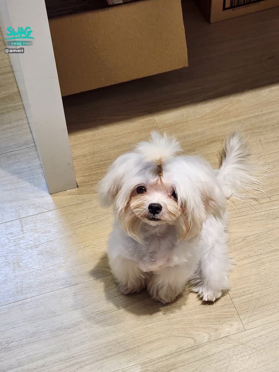ameii : 我小狗好可愛