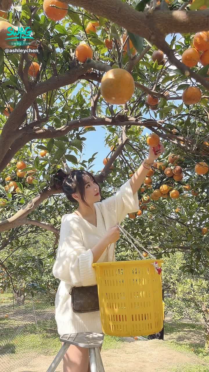 ashleychen_9977 : 一日採收橘子體驗🍊🍊🍊