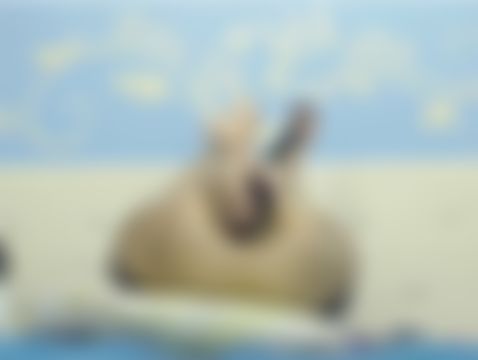  : Naughty masturbation started today with two dildos. I decided to do my ass with 